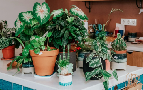 Feng Shui plants in bedroom for enhanced relaxation and positive energy flow